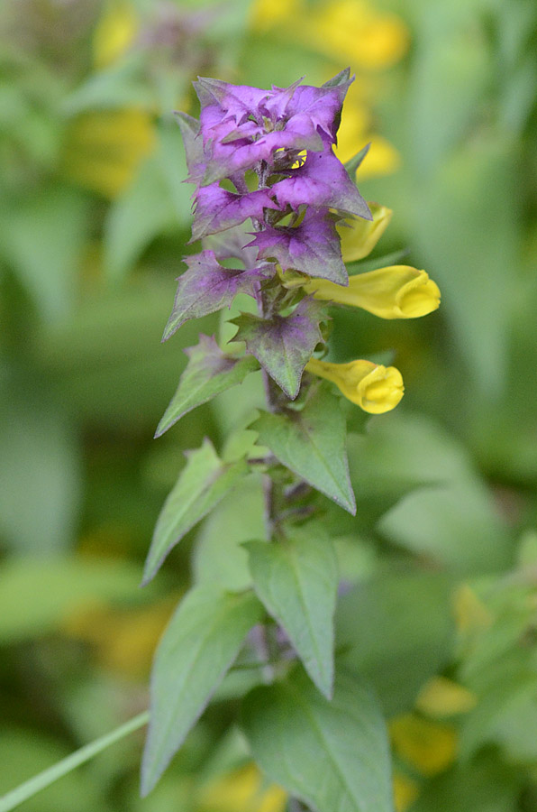 Fiore giallo foglie colorate da id. - Melampyrum sp.